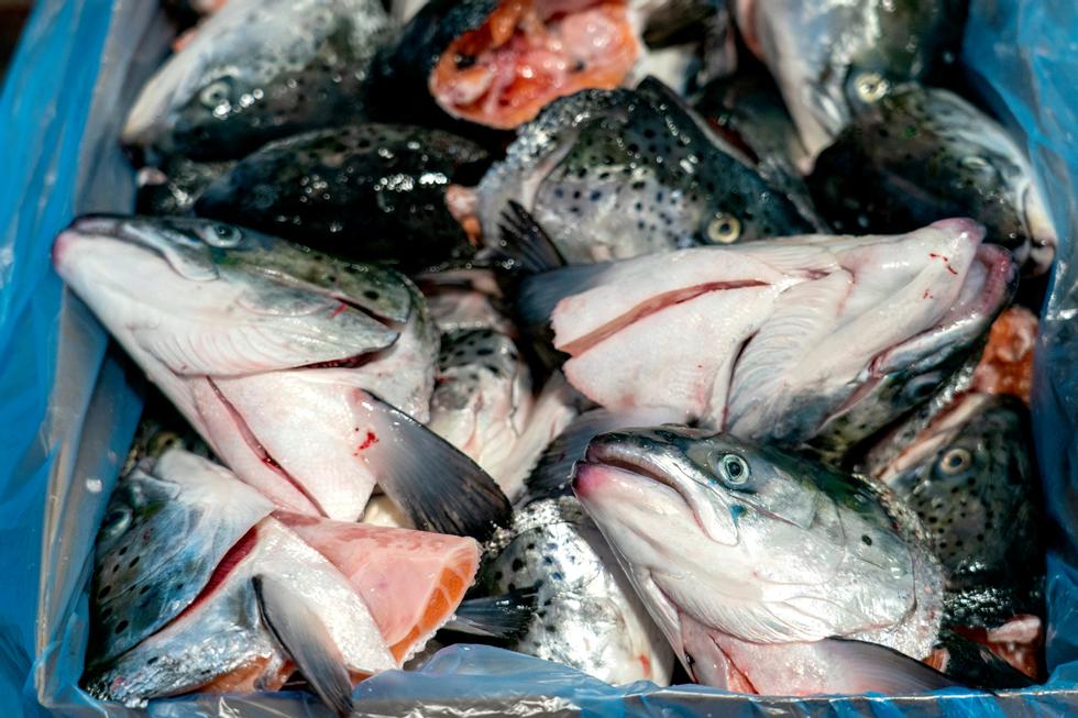 Måsøval Company: Sale of inedible salmon |  Financial Notice